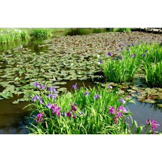 ІРИС ВЕРСИКОЛОР БЛАКИТНИЙ (різні розміри) (БК)