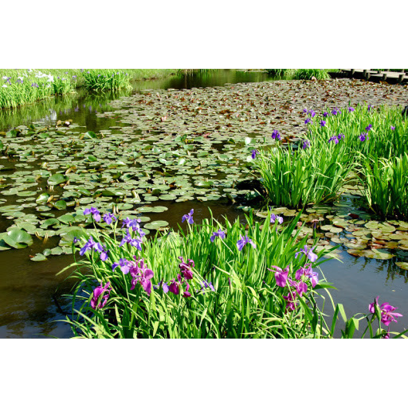 ІРИС ВЕРСИКОЛОР БЛАКИТНИЙ (різні розміри) (БК)