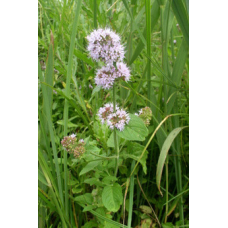 М“ЯТА ВОДЯНА (доросла рослина із голим корінням)