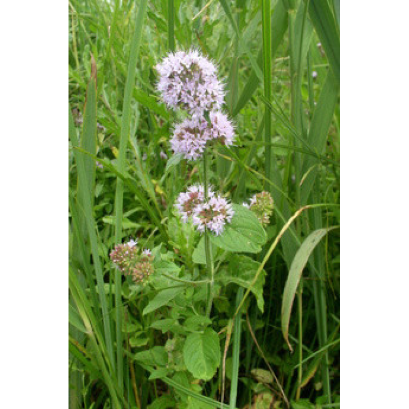 М“ЯТА ВОДЯНА (доросла рослина із голим корінням)