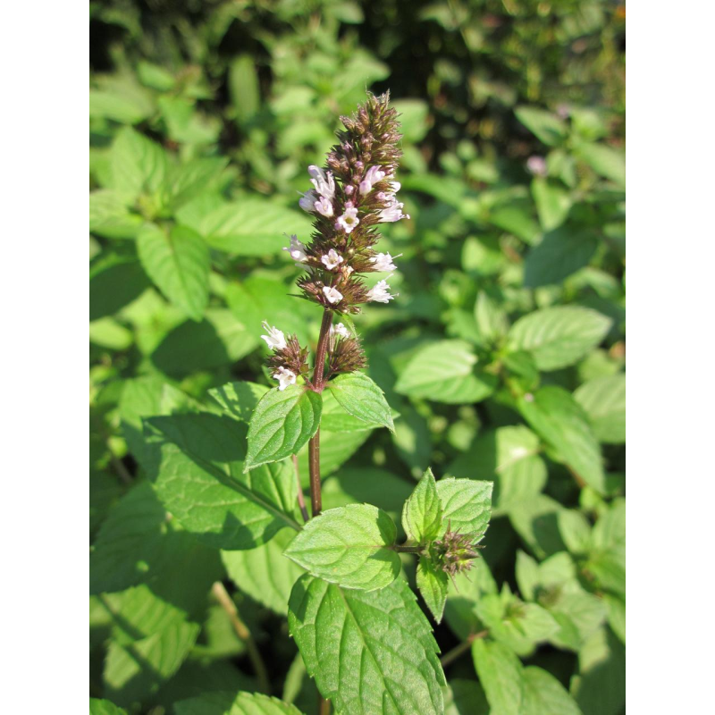 М“ЯТА ВОДНА (дорослий кущ у технологічному горщику)