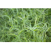 ОСОКА ПАЛЬМОЛИСТА МІНІАТЮРНА (дорослий кущ у технологічному горщику)