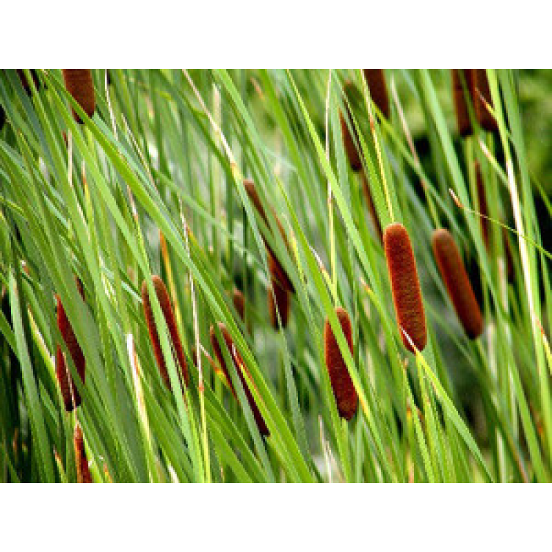 РОГІЗ ВУЗЬКОЛИСТИЙ (дорослий кущ у технологічному горщику)