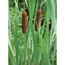 РОГІЗ ШИРОКОЛИСТИЙ  (доросла рослина з голим корінням)