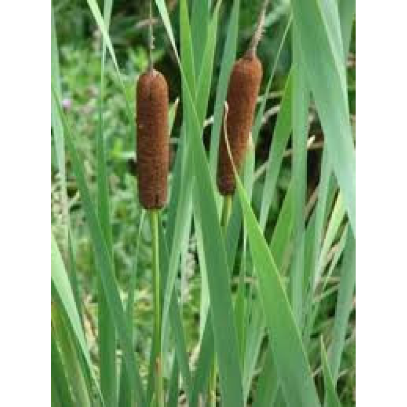 РОГІЗ ШИРОКОЛИСТИЙ  (доросла рослина з голим корінням)