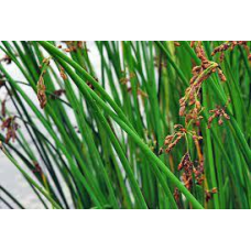 ОЧЕРЕТ ОЗЕРНИЙ (доросла рослина з голим корінням)