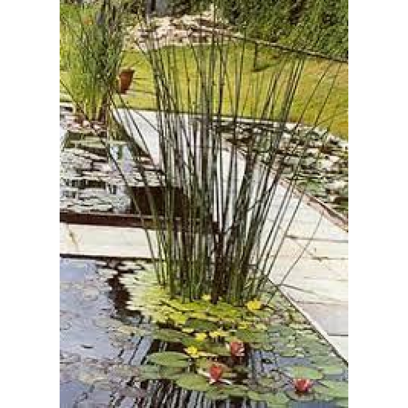 ОЧЕРЕТ ОЗЕРНИЙ (дорослий кущ у технологічному горщику)