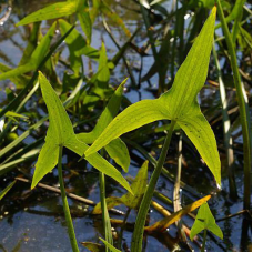 СТРІЛОЛИСТ ЗВИЧАЙНИЙ (дорослий кущ у технологічному горщику)