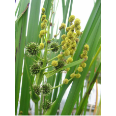 ЇЖАЧА ГОЛІВКА (доросла рослина з голим корінням)