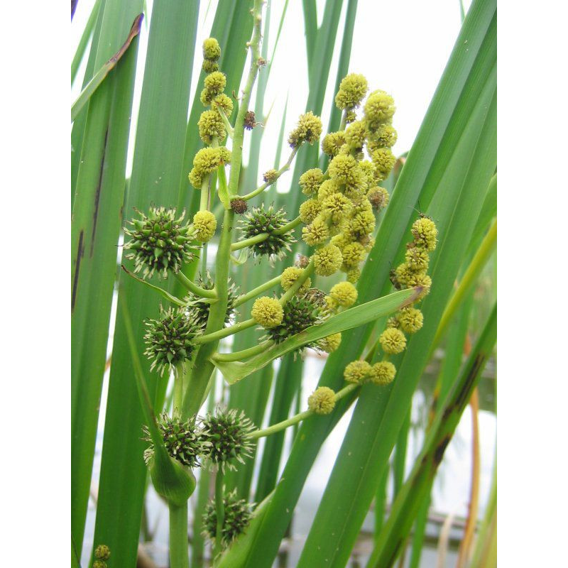 ЇЖАЧА ГОЛІВКА (доросла рослина з голим корінням)