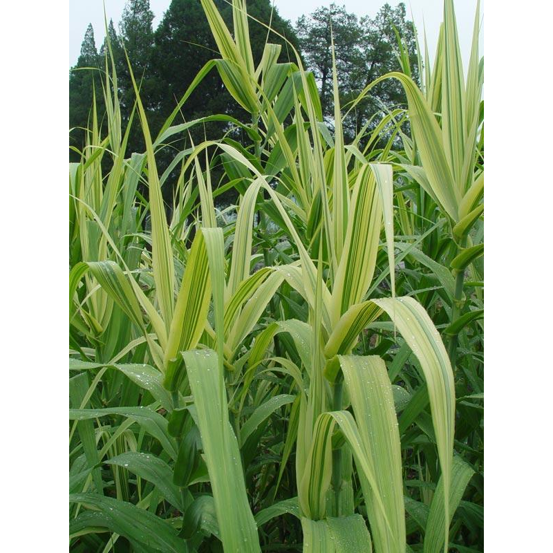 AРУНДО ГІГАНТСЬКИЙ ВАРІЄГАТНИЙ (дорослий кущ у технологічному горщику)