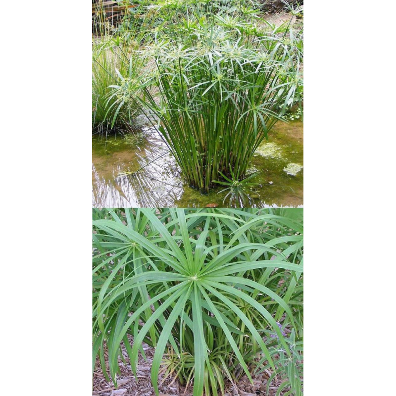 ЦИПЕРУС, СИТЬ (дорослий кущ з голим корінням)