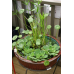 НАБІР №8 “СТАВОК У ВАЗОНІ“ - комплект рослин для міні водойми