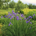 ІРИС СИБІРСЬКИЙ, ФІОЛЕТОВИЙ (доросла рослина з голим корінням)