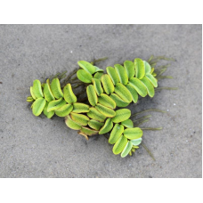 ВОДЯНА ПАПОРОТЬ, САЛЬВІНІЯ (доросла рослина)