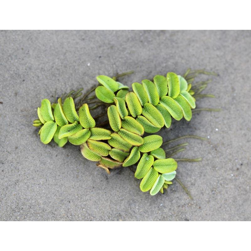 ВОДЯНА ПАПОРОТЬ, САЛЬВІНІЯ (доросла рослина)