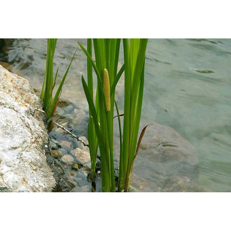 АІР БОЛОТЯНИЙ ЗВИЧАЙНИЙ, ЛЕПЕХА (доросла рослина з голим корінням)