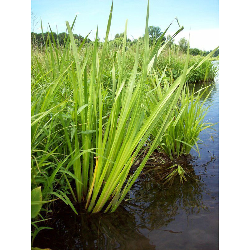 АІР БОЛОТЯНИЙ ЗВИЧАЙНИЙ, ЛЕПЕХА (великий кущ в сітчастому горщику)