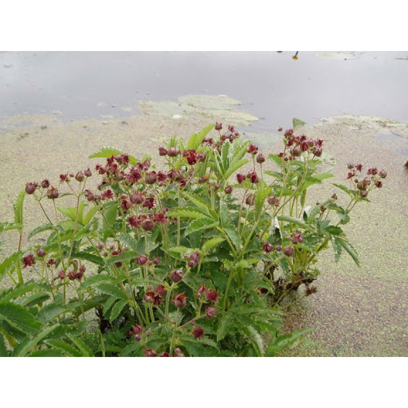 ШАБЕЛЬНИК БОЛОТЯНИЙ, ПЕРСТАЧ БОЛОТЯНИЙ, П“ЯТИЛИСНИК (дорослий кущ в сітчастому горщику)