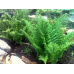 ПАПОРОТЬ БЕЗЩИТНИК ЧОЛОВІЧИЙ «Crispa Cristata» (дорослий кущ у технологічному горщику)