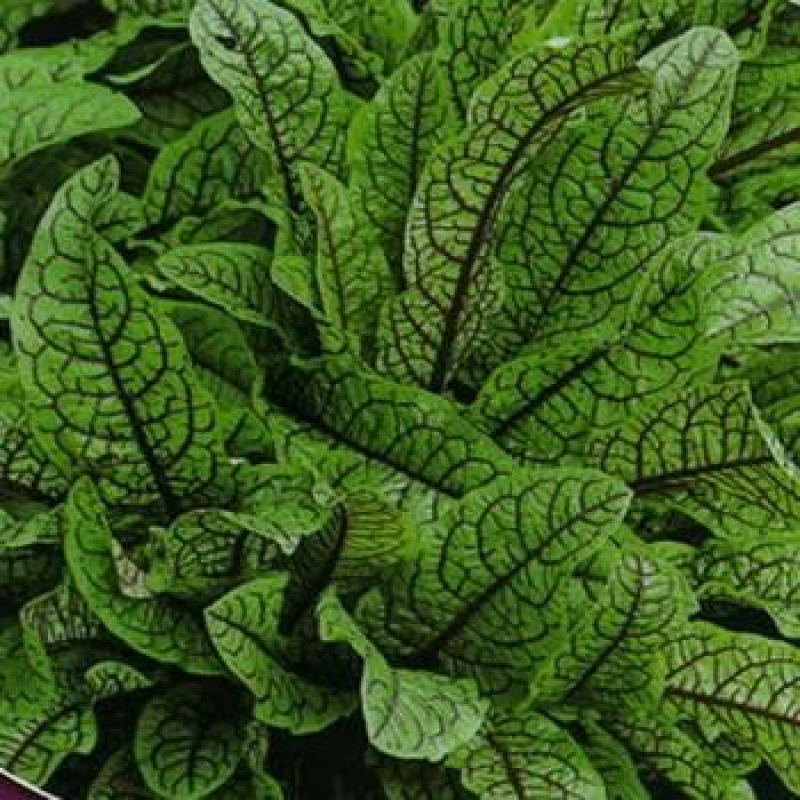 ЩАВЕЛЬ ДЕКОРАТИВНИЙ ВАРІЄГАТНИЙ (доросла рослина в технологічному горщику)