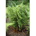 ПАПОРОТЬ БЕЗЩИТНИК ЧОЛОВІЧИЙ «Crispa Cristata» (дорослий кущ у технологічному горщику)