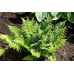 ПАПОРОТЬ БЕЗЩИТНИК ЧОЛОВІЧИЙ «Crispa Cristata» (дорослий кущ у технологічному горщику)