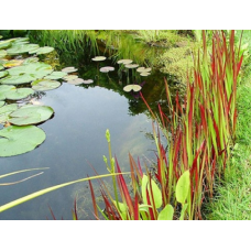 ІМПЕРАТА ЦИЛІНДРІЧНА (дорослий кущ у технологічному горщику)