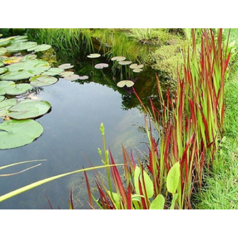 ІМПЕРАТА ЦИЛІНДРІЧНА (дорослий кущ у технологічному горщику)