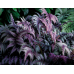 ПАПОРОТЬ КОЧЕДИЖНИК «Burgundy Lace» (дорослий кущ у технологічному горщику)