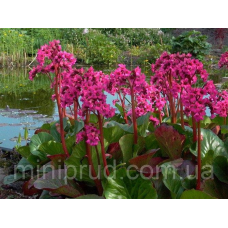 ВІЧНОЗЕЛЕНИЙ БАДАН (дорослий кущ у технологічному горщику)