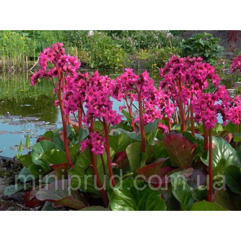 ВІЧНОЗЕЛЕНИЙ БАДАН (дорослий кущ у технологічному горщику)