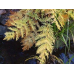 ПАПОРОТЬ ОСМУНДА КОРОЛІВСЬКА (дорослий кущ у технологічному горщику)