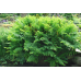 ПАПОРОТЬ ОСМУНДА КОРОЛІВСЬКА (дорослий кущ у технологічному горщику)