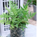 ВІЧНОЗЕЛЕНА ПАПОРОТЬ ЦИРТОРІУМ ФОРЧУНА (дорослий кущ у технологічному горщику)