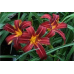 ЛІЛЕЙНИК ЧЕРВОНА ОСІНЬ (дорослий кущ у технологічному горщику)