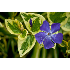 ВІЧНОЗЕЛЕНИЙ БАРВІНОК РЯБОЛИСТИЙ ВЕЛИКИЙ (дорослий кущ в технологічному горщику)