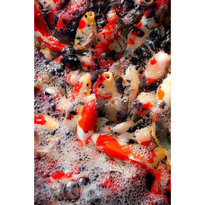 ЗАРИБЛЕННЯ ВОДОМІВ (СВОИМ ПОСАДТОЧНИМ МАТЕРІАЛІМ)