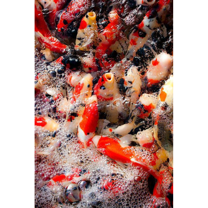 ЗАРИБЛЕННЯ ВОДОМІВ (СВОИМ ПОСАДТОЧНИМ МАТЕРІАЛІМ)