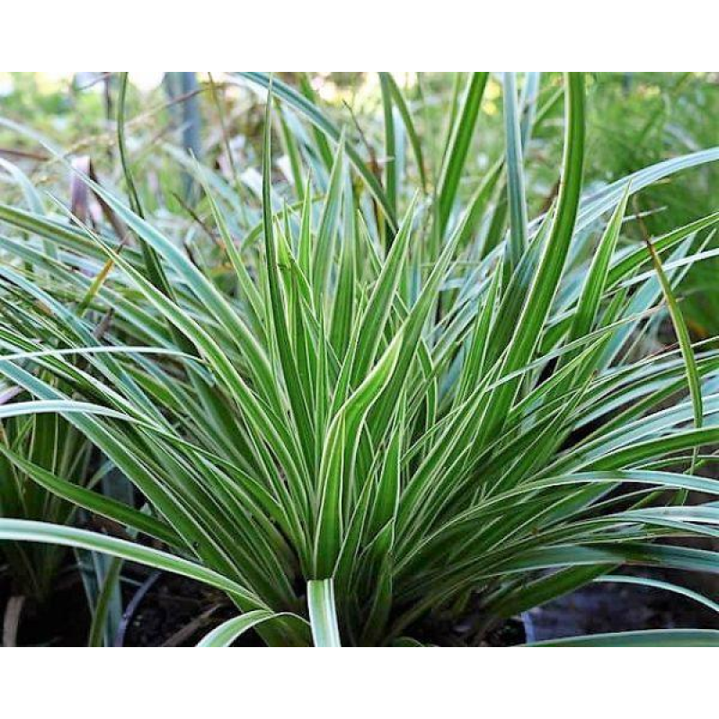 ВІЧНОЗЕЛЕНА ОСОКА МОРРОУ РЯБОЛИСТА (дорослий кущ у технологічному горщику)