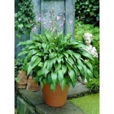 ХОСТА, ФУНКІЯ ЛАНЦЕТОЛИСТА або ВУЗЬКОЛИСТА (дорослий кущ із голим корінням)