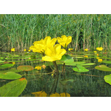 НІМФЕЙНИК ЩІТОЛИСТНИЙ, БОЛОТЯНИК (дорослий кущ в технологічному горщику)