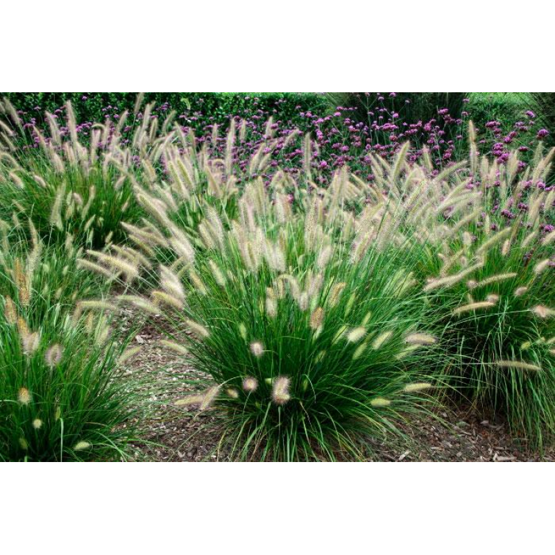 ПЕННІСЕТУМ, ЛИСОХВІСТ, ПЕРИСТОЩЕТИННИК (дорослий кущ у технологічному горщику)