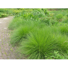 ЩУЧНИК ДЕРНИСТИЙ (дорослий кущ із голим корінням)