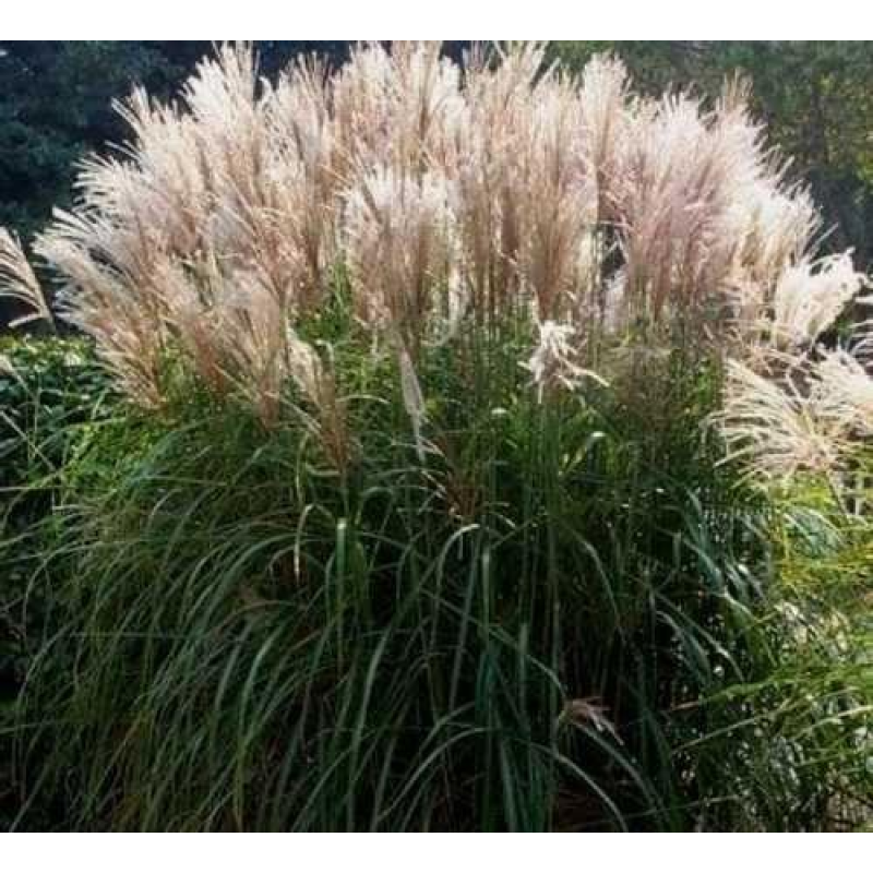 МІСКАНТУС КИТАЙСЬКИЙ ДРОННІНГ ІНГРИД (дорослий кущ з оголеним корінням)