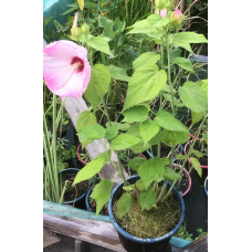 БОЛОТНА ТРОЯНДА-МАЛЬВА, ГІБІСКУС БОЛОТНИЙ (дорослий кущ в сітчастому горщику)