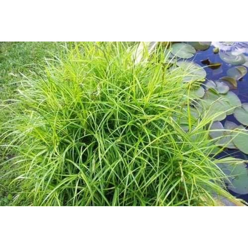 ОСОКА ПАЛЬМОЛИСТА ВАРІЄГАТНА (дорослий кущ у технологічному горщику)