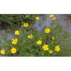 ЛЮТИК, ЖОВТЕЦЬ ПОВЗУЧИЙ, РАНУНКУЛЮС (дорослий кущ із голим корінням)