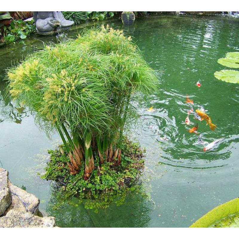 ОФОРМЛЕННЯ ВОДІЙНА ВОДНИМИ РОЗТІННЯМИ (СВОИМ ПОСАДТОЧНИМ МАТЕРІАЛОМ)