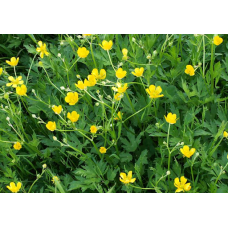 ЛЮТИК, ЖОВТЕЦЬ ПОВЗУЧИЙ, РАНУНКУЛЮС (дорослий кущ у технологічному горщику)